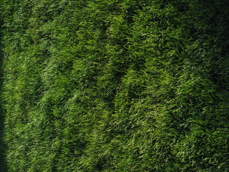Close-up of green spring grass with bright sunlight. Sunny spring background. Beautiful shadows on the fresh grass.の写真素材