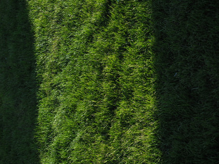 Close-up of green spring grass with bright sunlight. Sunny spring background. Beautiful shadows on the fresh grass.の写真素材