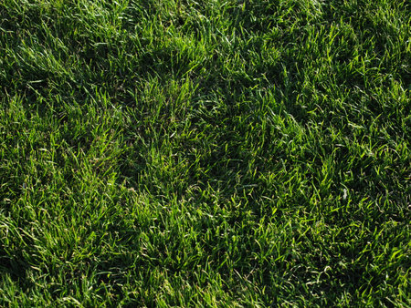 Close-up of green spring grass with bright sunlight. Sunny spring background. Beautiful shadows on...