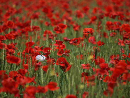 White poppy flower between red poppies on a meadow. Wild poppies among grass and wild flowers. Beautiful wild flowers.の写真素材