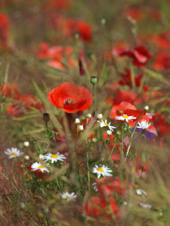 A natural bouquet of beautiful wildflowers: poppies, chamomiles, cornflowers. Poppy button with bloomed red poppy flowers. Poppy field.の写真素材