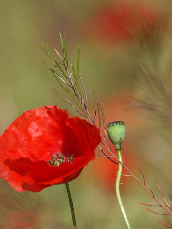 Poppy button with bloomed red poppy flower on the blurred background. Red beautiful wildflowers. Selective focus, vertical photo.の写真素材