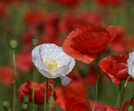 White poppy flower between red poppies on a meadow. Wild poppies among grass and wild flowers. Beautiful wild flowers.の写真素材