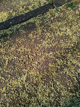 Small leaves, crumbling from tree, cover the surface of the asphalt on the street. It turns out such a nice texture, good, for example, as an original decorative backgroundの写真素材