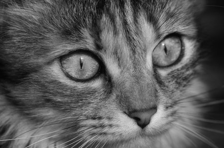 Closeup of a cat with big amber eyes. A purring little creature with lovely face.の写真素材