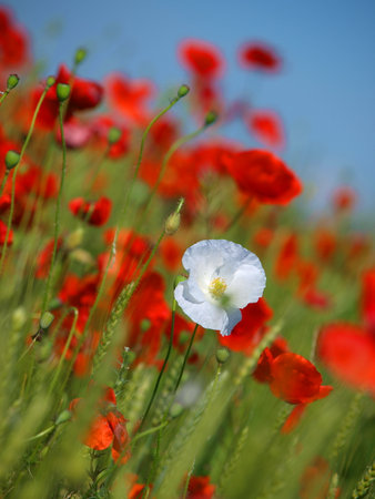 Poppy flowers are growing on a wheat field, adding vivid colors to the green farming field. Outstanding white poppy flower surrounded by red flowers. A pleasant mixture of colors.の写真素材