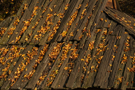Old wooden roof of a small house is covered with yellow leaves. It is auutumn and leaves are falling down. The roof is covered with moss and lichen.の写真素材