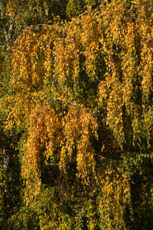 Beautiful autumn season, when colors are ranging from green to yellow and orange. Trees start to drop their leaves on the ground and prepare to winter season. Vertical image.の写真素材