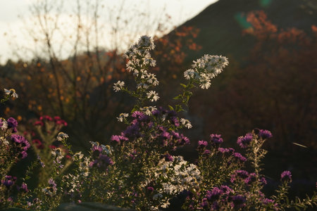 Nice small flowers grow in the garden. White and violet flowers with small green leaves. With a lens flare on the image.の写真素材