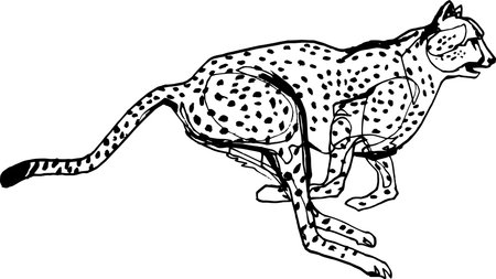Cheetah during the chase,   Black liner continuous line Illustration. Wildlife, running animal Vector illustration.のイラスト素材