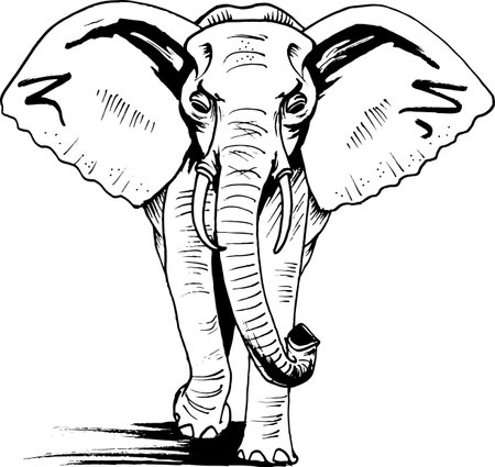 Elephant walking, front view. Africa, Black liner sketched style drawing. Wildlife, animal.のイラスト素材
