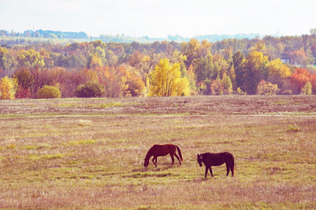 Horses graze in a meadow. Against the background of autumn trees. Bright colors, golden autumn. The blue sky. The spirit of freedom.の写真素材