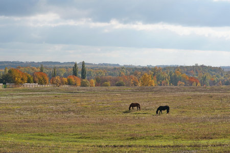 Horses graze in a meadow. Against the background of autumn trees. Bright colors, golden autumn. The blue sky. The spirit of freedom.の写真素材