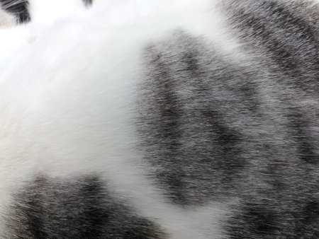 Top view of cat's fur, small details, light and dark, white and gray spots, fine hairs, good for background, space for text, macroの写真素材