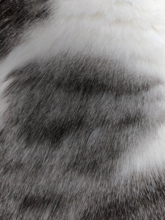 Top view of cat's fur, small details, light and dark, white and gray spots, fine hairs, good for background, space for text, macroの写真素材