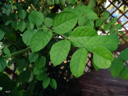fresh green leaves on the background of the gazebo, macro, blurred backgroundの写真素材