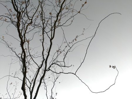 Openwork forms of bizarre shape, trees brunches against the sky, graphics, lines created by nature, space for textの写真素材