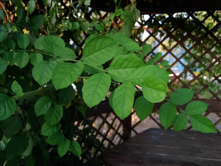 fresh green leaves on the background of the gazebo, macro, blurred backgroundの写真素材