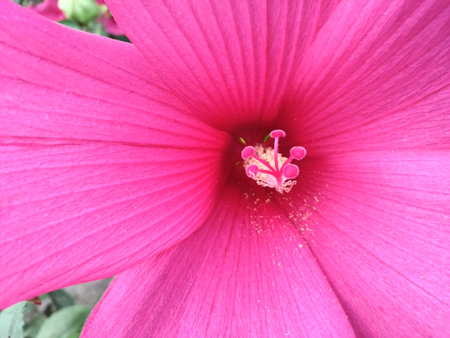 Swamp Rose Mallow, Swamp Rose Mallow, Hibiscus moscheutos, Flower macroの写真素材