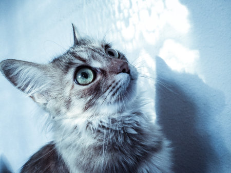 Muzzle of a lovely long-haired cat with large eyes close-up, with post-treatmentの写真素材
