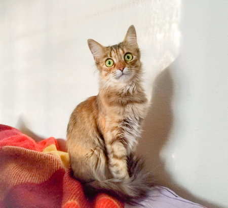 Miniature cat in a classic pose, sitting on a bed covered with a rug on the background of a shadow and a wall with a curious look, striped, long-hairedの写真素材
