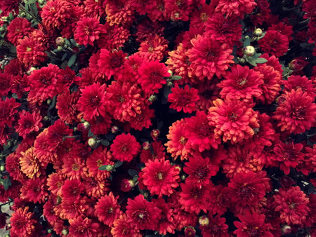 Chrysanthemums, or similar flowers, small decorative red-orange, green leaves,collected in bush, top view. Large uniform structure, substrate for illustration, space for text, autumn shadesの写真素材