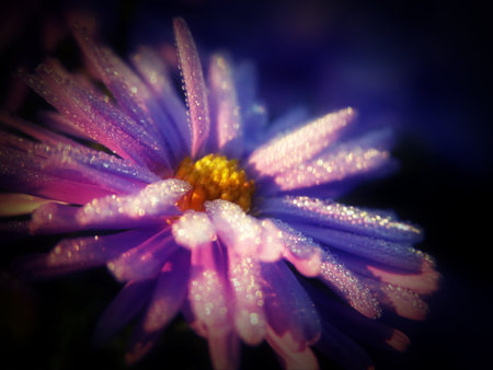 Macro shot of a flower covered with morning dew. With creative processing, drops, petals, a combination of sharp and blurry images of crimson violet pink hues, photo art, aster, chrysanthemumの写真素材