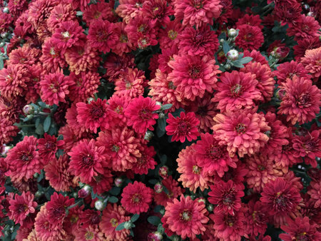 Chrysanthemums, or similar flowers, small decorative red-orange, green leaves,collected in bush, top view. Large uniform structure, substrate for illustration, space for text, autumn shadesの写真素材