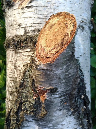 Birch bark close-up, trunk, side  view, interspersed from various shapes and dashes small graphic texture, black and white, a cut branch, a section is visible - a section, a frameの写真素材
