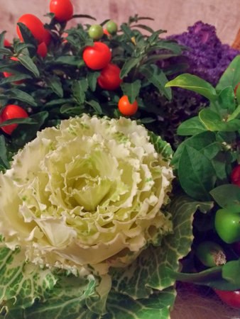 Still life of vegetables a large flower made from cabbage leaves cherry tomatoes and leaves, decorative decoration of a dish, a festive tableの写真素材