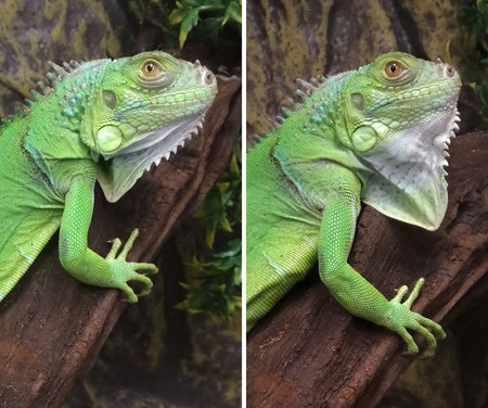 On the throat of a green iguana there is a large flat bag that can change its shape over a wide range, transforming an animal.の写真素材
