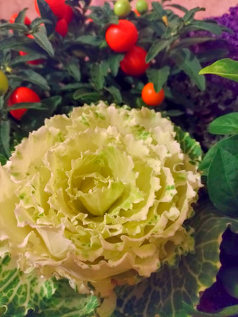 Still life of vegetables a large flower made from cabbage leaves cherry tomatoes and leaves, decorative decoration of a dish, a festive tableの写真素材