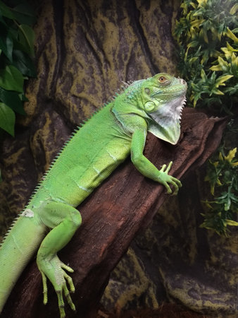 Green iguana is larger than many lizards. After sleep, the animals climb up the branches and are stationary for several hours, warming their limbs.の写真素材