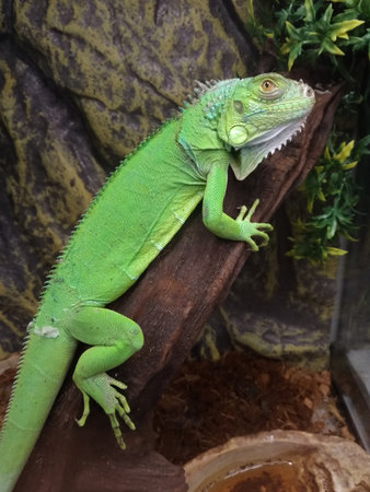 Green iguana is larger than many lizards. After sleep, the animals climb up the branches and are stationary for several hours, warming their limbs.の写真素材
