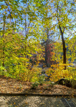 Autumn landscape, foliage of yellow, orange, green colors, nice lined branches, beauty of nature, park, paving stoneの写真素材