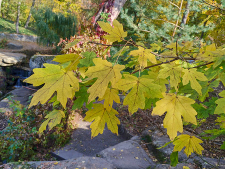 Autumn, maple leaves close-up against a background of park landscape, foliage, stones, bokeh, blurの写真素材
