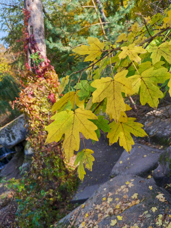 Autumn, maple leaves close-up against a background of park landscape, foliage, stones, bokeh, blurの写真素材