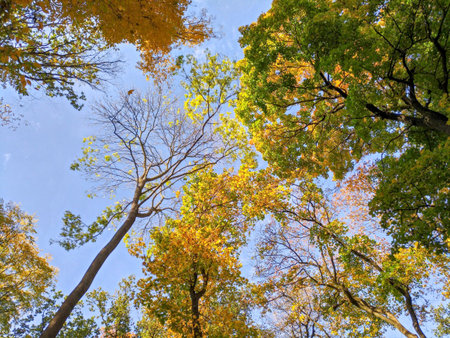 Autumn trees against the sky clean, environmentally friendly, beautifull fall colorsの写真素材