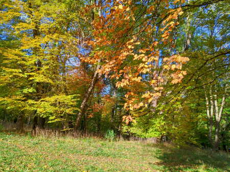 Autumn, maple leaves close-up against a background of park landscape, foliage, stones, bokeh, blurの写真素材