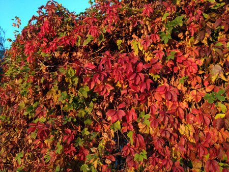 bright red grape leaves overlooking the wall, fence, lit by a slanting evening sun corner of blue skyの写真素材