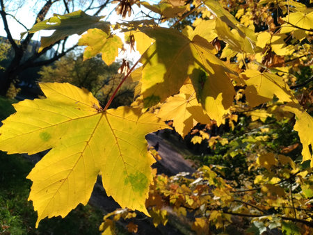 Maple leaves close up against the backdrop of the autumn landscape, the sun's rays are breaking through, beautiful weather, it is clear, Octoberの写真素材