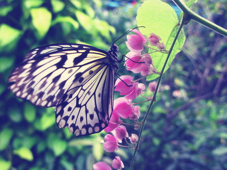 A beautiful butterfly is sitting on a pink flower in the garden. Her large wings have black and white color. With fresh and vivid green background.の写真素材
