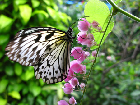 A beautiful butterfly is sitting on a pink flower in the garden. Her large wings have black and white color. With fresh and vivid green background.の写真素材