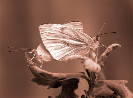 butterfyles on plant leaves at the time of mating, sepia toned photoの写真素材