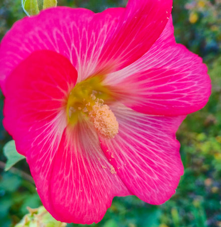 Large raspberry flower with pistil and stamen close-up on a green background.の写真素材