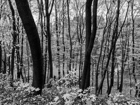 Dramatic graphical view forest in autumn, black and whiteの写真素材