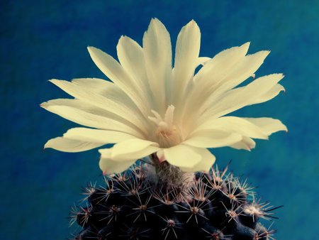 Large yellow cactus flower blooming on the spiny parts of the plant on a neutral background, closeup.の写真素材