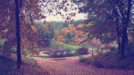 Autumn landscape with trees, panoramic view of parkの写真素材