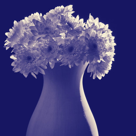 bouquet of flowers in vase isolated on black,  Chrysanthemumsの写真素材