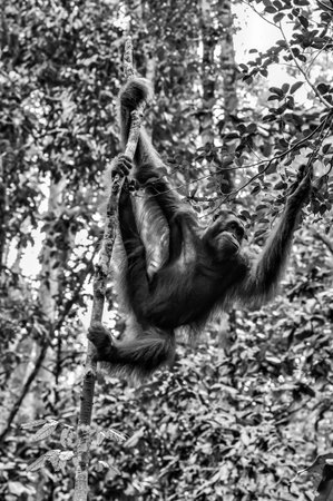 Orangutan on a background of green trees. The Orangutan park, Malaysia, Borneo, state Sarawak. The Hominids, Great Apes, Primates, Mammals, genus: Orangutans (Pongo pygmaeus), subfamily Pongidae.の写真素材